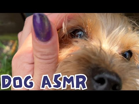 Doggy petting ASMR 🐕 🐶 🐩