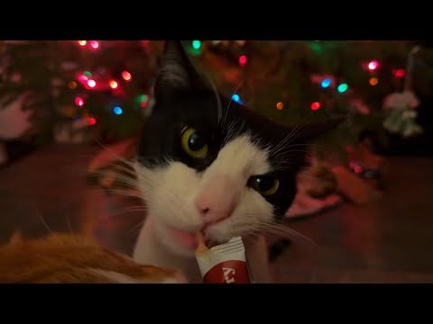 ASMR 🙀 What Norman & Goldie got for Christmas 