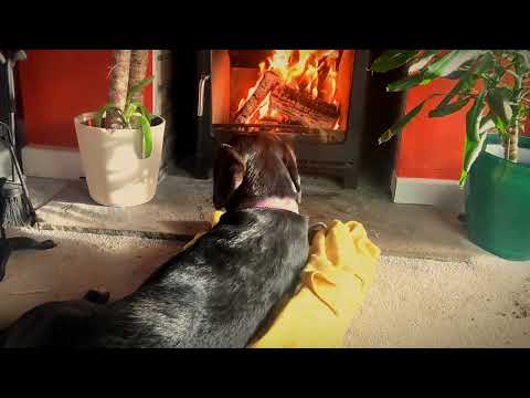 Relaxing ASMR🐣 sleepy doggy curls up🌹 by a roaring 🪁CRACKLING FIRE