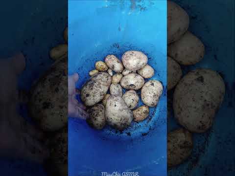ASMR Gardening & Harvest 2025 - Nature Sounds For Sleep 🌳🍎 #asmrsounds #nature #harvest #gardening