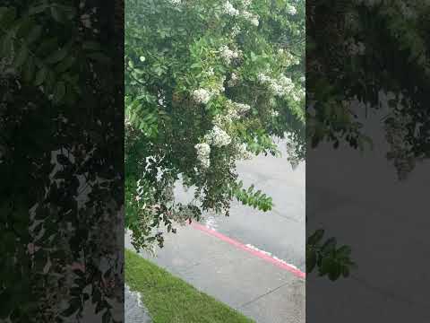 From Sunshine to a Rainy day #rain #shortvideo