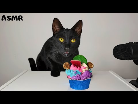 Cat eating Cupcake ASMR