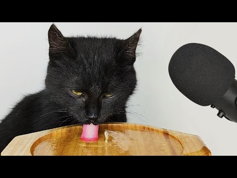 Black Cat Eating Chicken Broth Soup ASMR