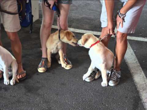 Whispering about my dog