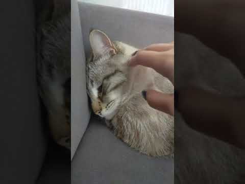 Purr-fect Relaxation: Cozy Cat Cuddles ASMR  🐾