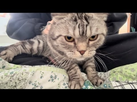 Fabric scratching , pillow massage and more random triggers 