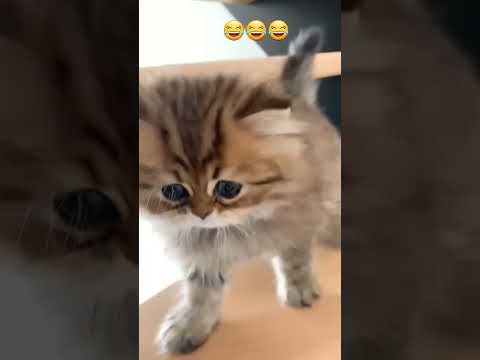 loppotti chat 😂 #chat #short #fyp #drôle #cat