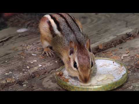 Chipmunk 🐿️ Secret Garden Meditation