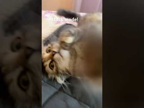 My cat’s boxing skills🐱