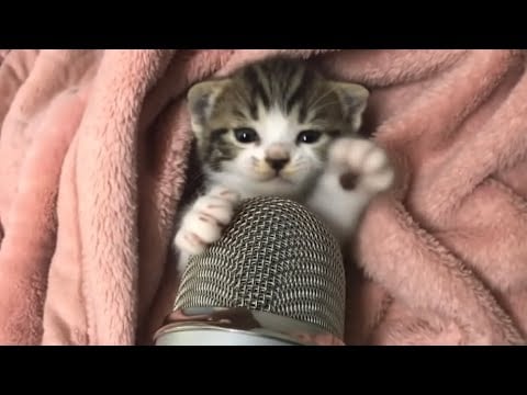 ASMR Can These Tiny Kittens Make You Smile