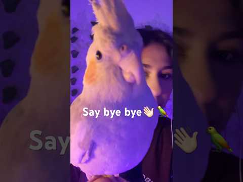 Say bye bye everyone 👋🏻 #asmr #relax #birds  #cute #visualtingle #oddlysatisfying #pets