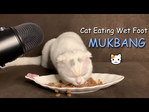 ASMR | Kitten eating wet food (Mukbang)