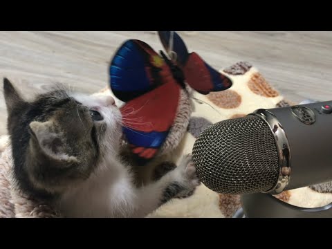 Asmr |  My Cat Makes Asmr In 1 Minute #2🐈 🐱