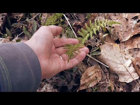 Nature Walk & Ramble | Mid-Spring 2023 | ASMR