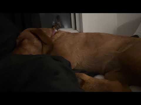asmr on my sleepy doggy ⋆˚🐾˖°