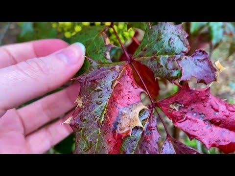 ASMR Outdoors In Spring Rain🌱🌳☔ (rain, wooden playground, pebbles, flowers etc.) 🌺🌼 NO TALKING