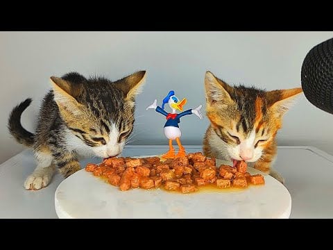 Cute Cats Eating Food ASMR with Donald Duck Toy 🍲🐱