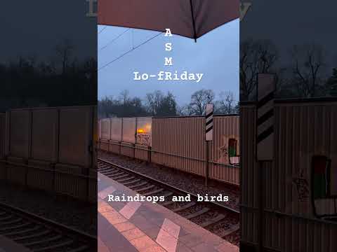 Lo-fRiday ASMR 🌙 Raindrops and birds chirping #asmr #lofiasmr #raindrops #birdsounds #publicasmr