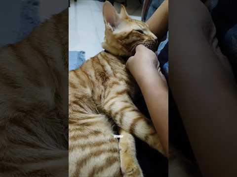 Mama's boy Simba 😺🤗 #shorts #cat #simba #kitten #arrahman #coversong