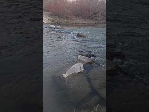 Relaxing winter river🌊 #asmr #asmrsounds #asmrvideo #naturesounds #watersounds #relaxing