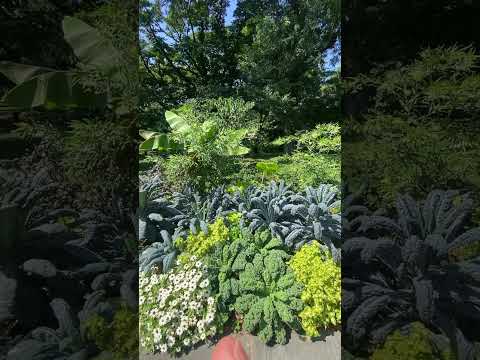 Brooklyn Botanical Garden moment #asmr #asmrgardenshorts