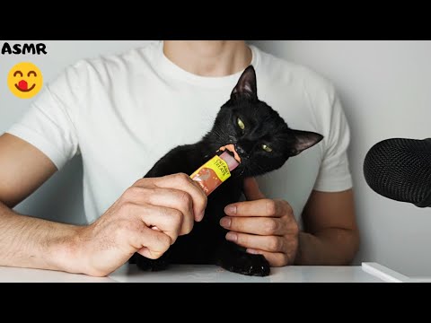 Cat eating Creamy Treats ASMR