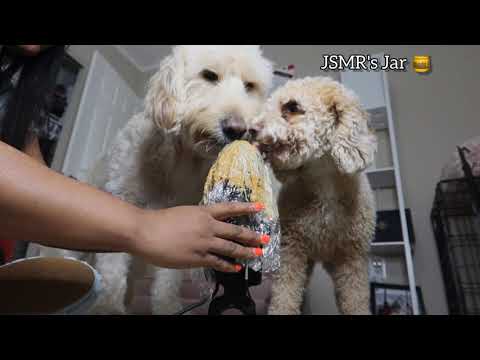 [ASMR] Brain Eating 🧠🍴 (Peanut Butter Mic w my dogs) 🥜 Super Addicting Sounds