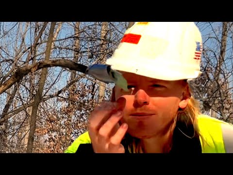 ASMR | How Construction Workers Fix Trees