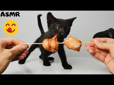 Kitten eating Chicken ASMR