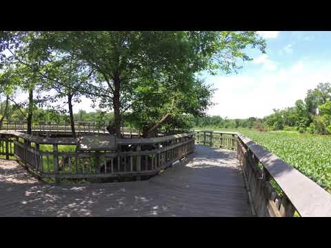 ASMR Hiking Binaural Hiking on a Wooden Bridge over Water