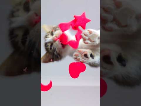 ASMR Kitten Eating Star 🌟