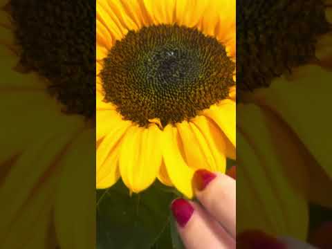 ASMR NO GIRASSOL 🌻