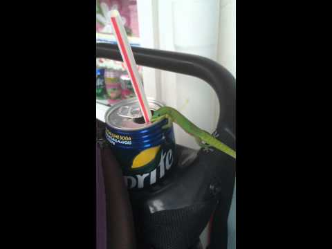 Footless lizard loves sprite