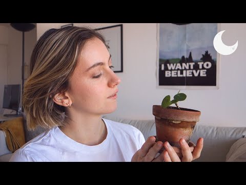 ASMR - Houseplants Update and Tips 🌱