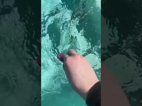 guess the word asmr game #asmr #asmrgames #fyp #guess pool sounds and brushing cleaning #relax