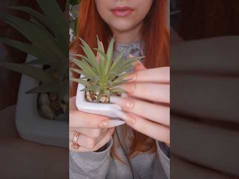 fake plant asmr💚#asmrvideo #relax #fakeplants #asmr #asmrsounds #plantasmr #tappingtriggers #relax