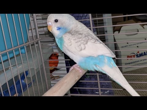 Not ASMR! Vlogging I Got Pet Bird !  Blue Parakeet 🐦