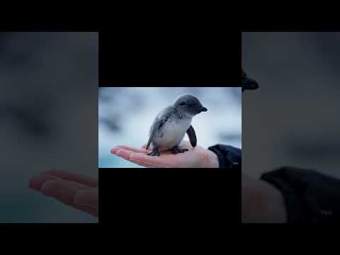 ASMR AI | Are they the cutest animals in the world?