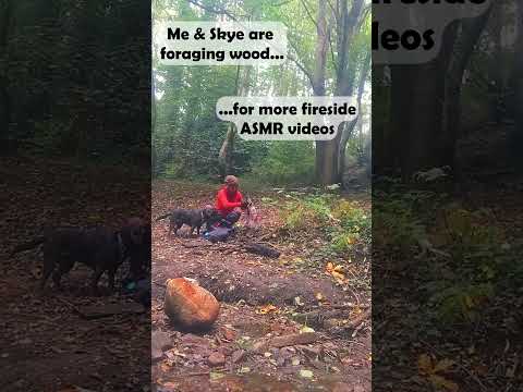 Do you like fireside ASMR videos? #firesideasmr #nature #shorts #dogwalk #dog #fireasmr #riversound