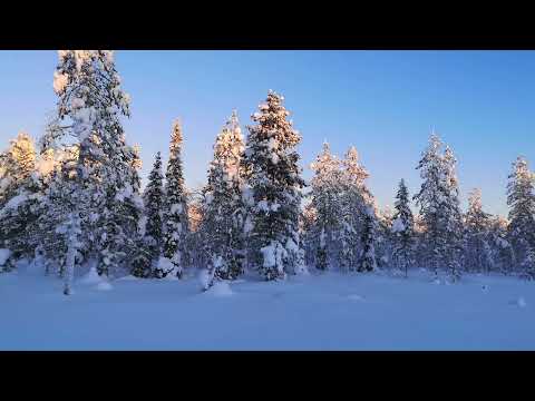 Slow winter forest walking only wool socks on foot / nature asmr sounds