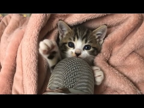 Kitty make asmr for first time 😸