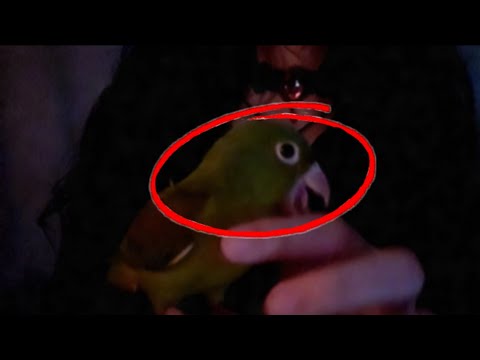ASMR perico captado en cámara cometiendo crimen de odio | mouth souds & hand sounds