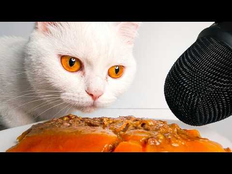 Cat Eating Wet Food ASMR Mukbang | Loud Munching & Chewing Sounds