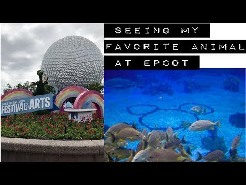 seeing my favorite animal in epcot? // dcp spring 2019