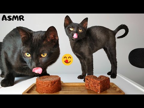 Kitten & Cat eating Wet food ASMR