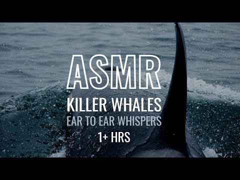 ASMR Killer Whales Facts | Ear to Ear Whispering (female)