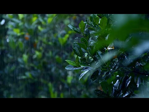 2 HOURS Rain sounds. Relaxing - For sleeping, studying, reading. Intense water sounds. Trees, leaves