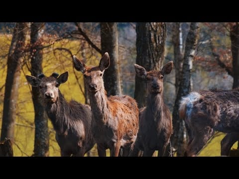 10 Hours of Autumn Forest Stream Ambience 🍂 Waterfalls, Wind Chimes, Birds & Deer ✨🦌 ✨