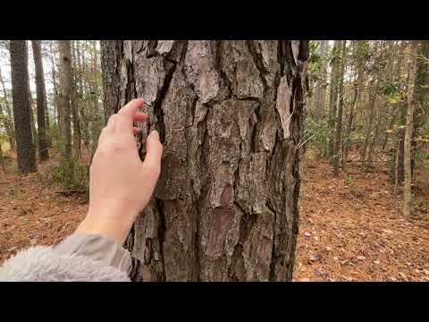 ASMR in the woods 🍁🍂 tingly tree sounds 