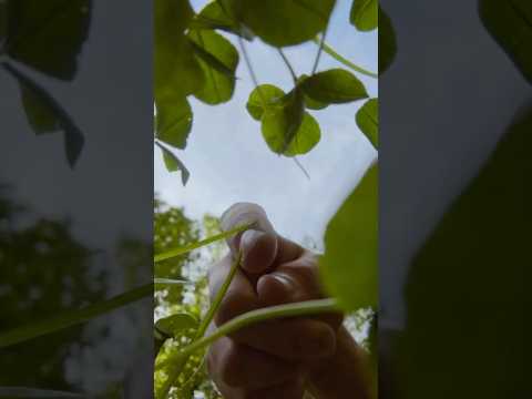 POV you're a bug #asmr #visualasmr #raeasmr #naturesounds #birdsounds #relax #relaxing #asmrtriggers